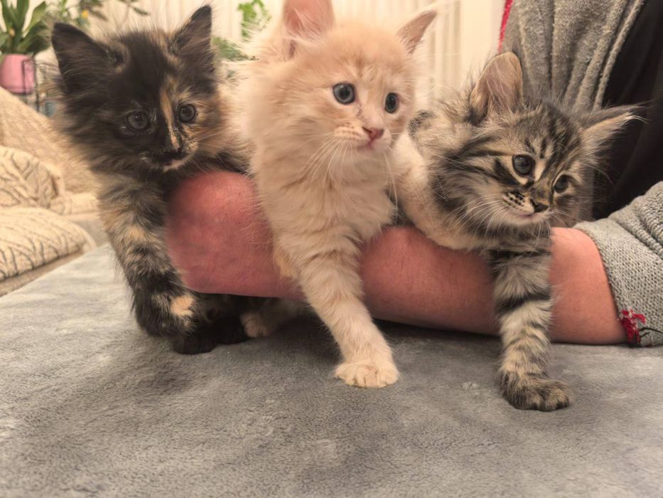 Пушистые комочки счастья ищут свой дом