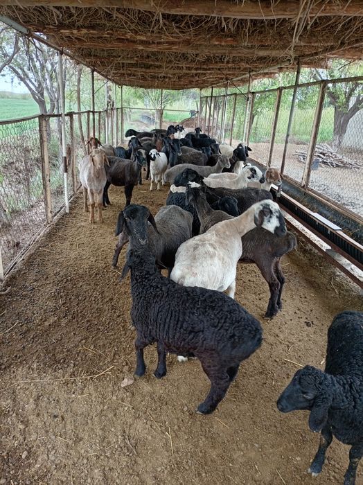 Ширбозлар сотилади