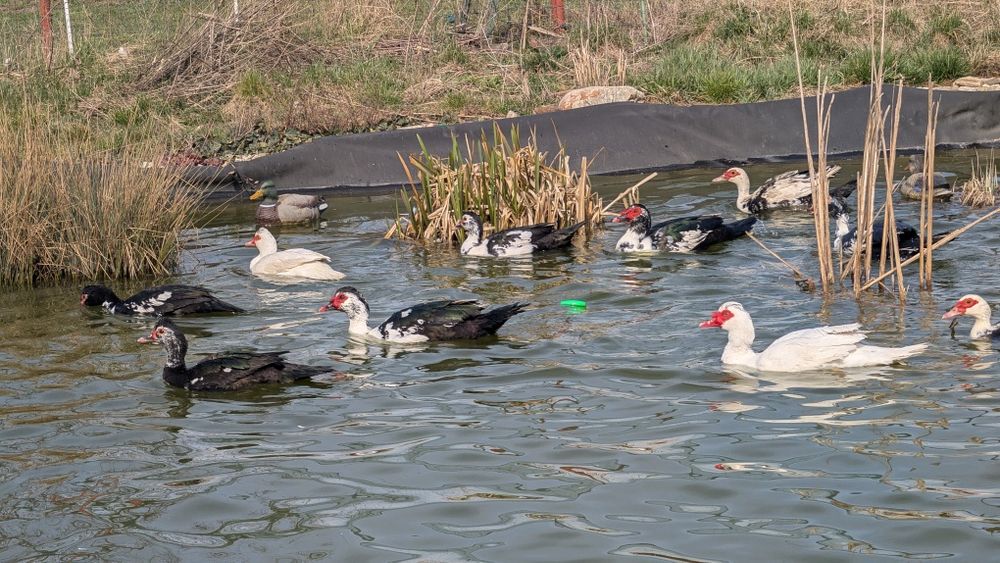 Vând rate mute din 2025 care consuma  melci și limacși