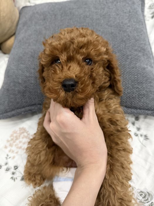 Продается мальтипу