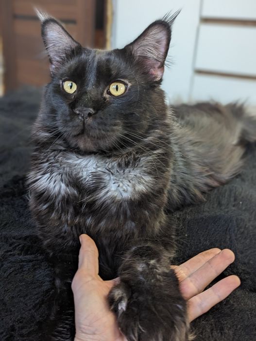 Мейн Кун Полидакт Каспи рассрочка