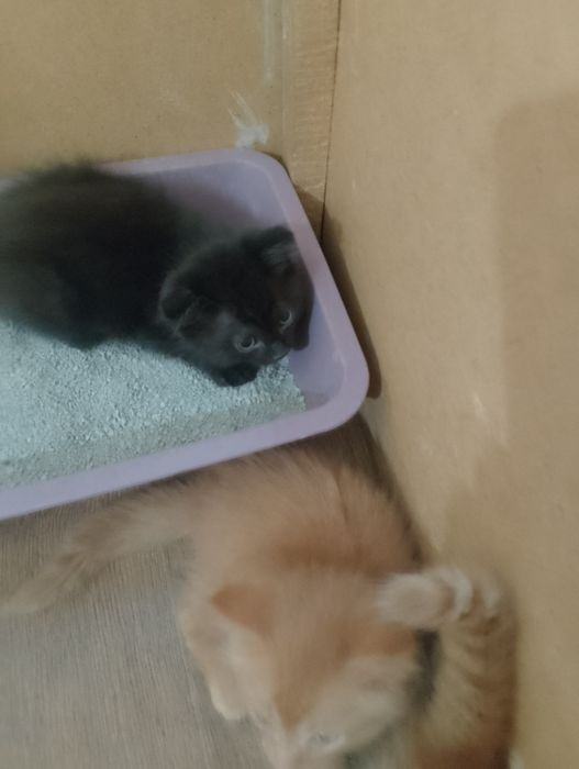 Отдам котят бесплатно