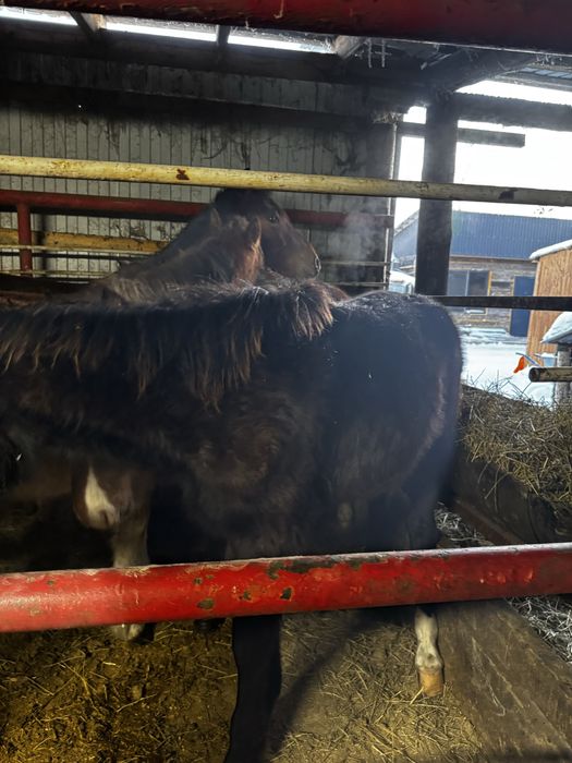 Продам тайчиков 4 головы