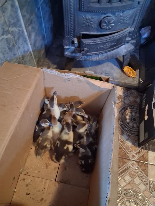 Vind bobocii de rată mută și pui mici de casa