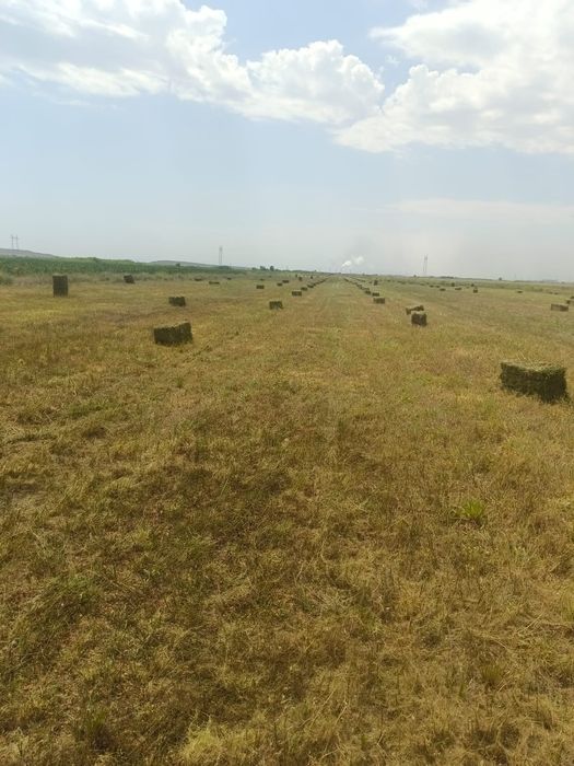 Поля басынан жоңышқа сатылады