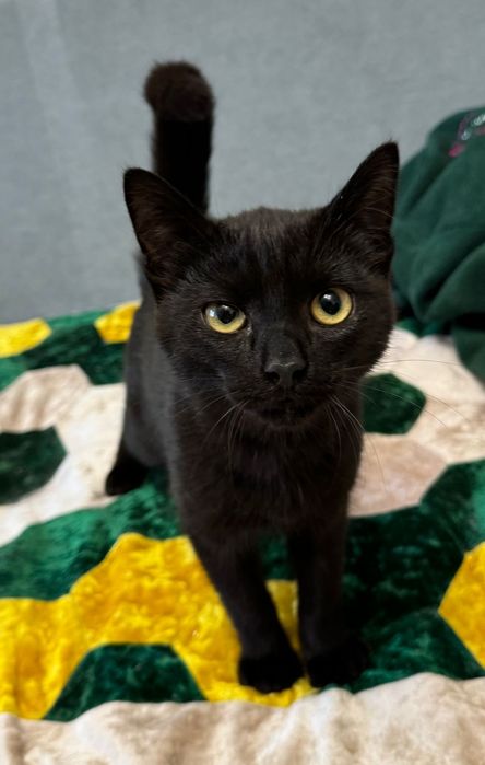 Отдадим кошку ,кота