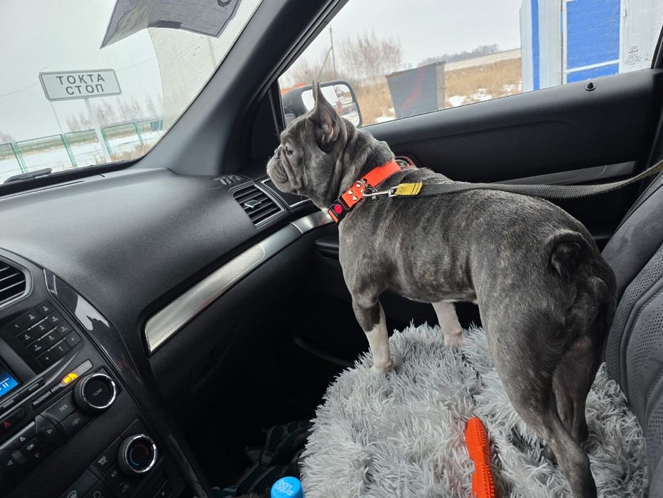 Французкий бульдог