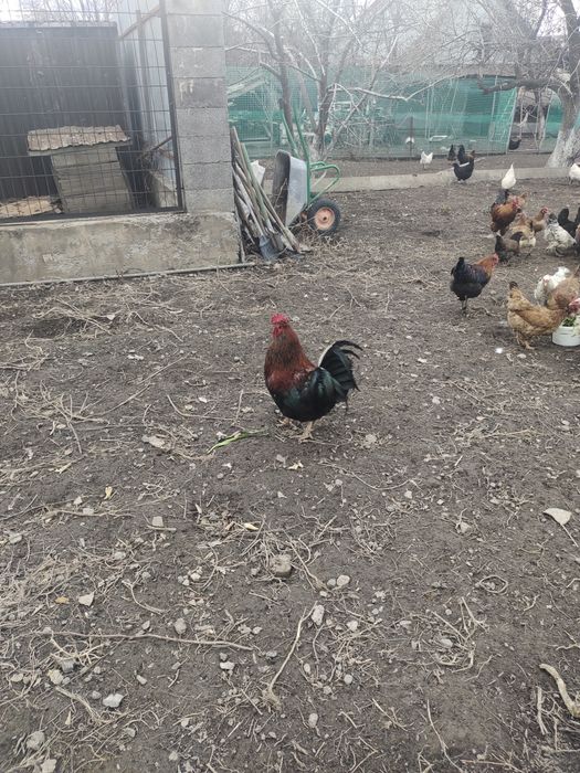Продам петухов домашных