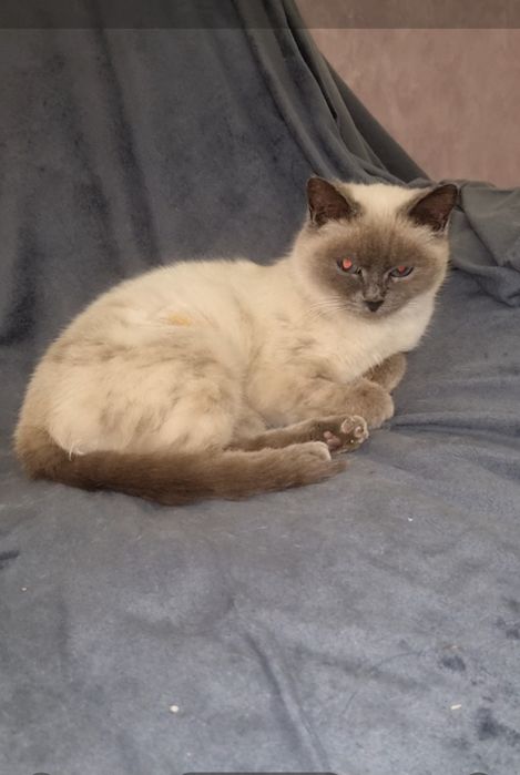 Милашка в дар. Доставлю!