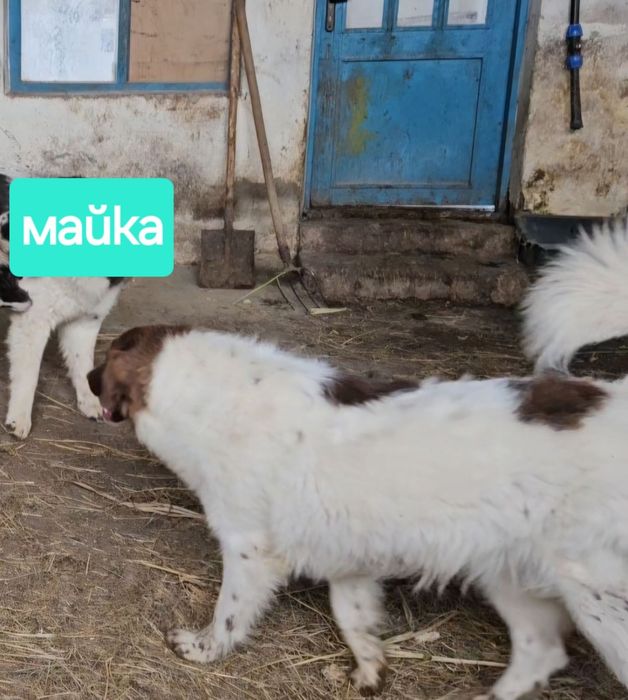 Българско овчарско куче / Каракачанка