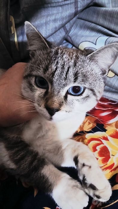 lynx point siam paroda srochniga