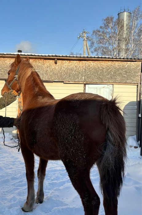 Продам лошадь с откорма