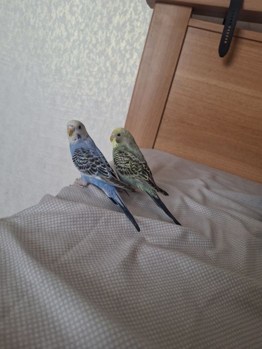 продам волнистых попугаев