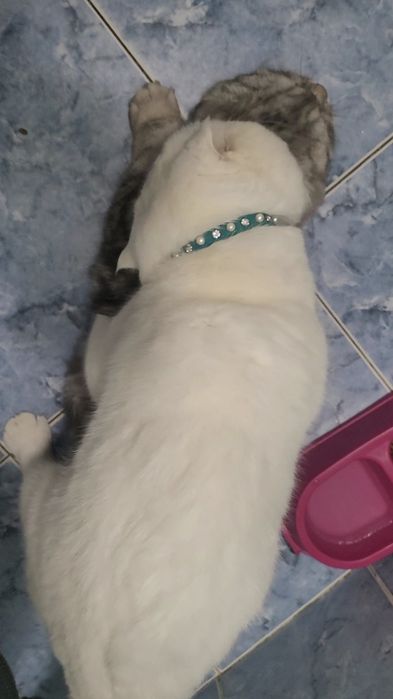 Вязка кот шотландский вислоухий с большим опытом