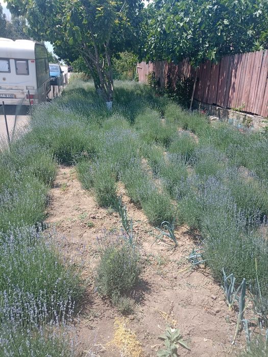 Tufe de lavandă Sevtopolis angustifolium anul 5