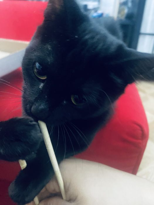 Котенок потерялся