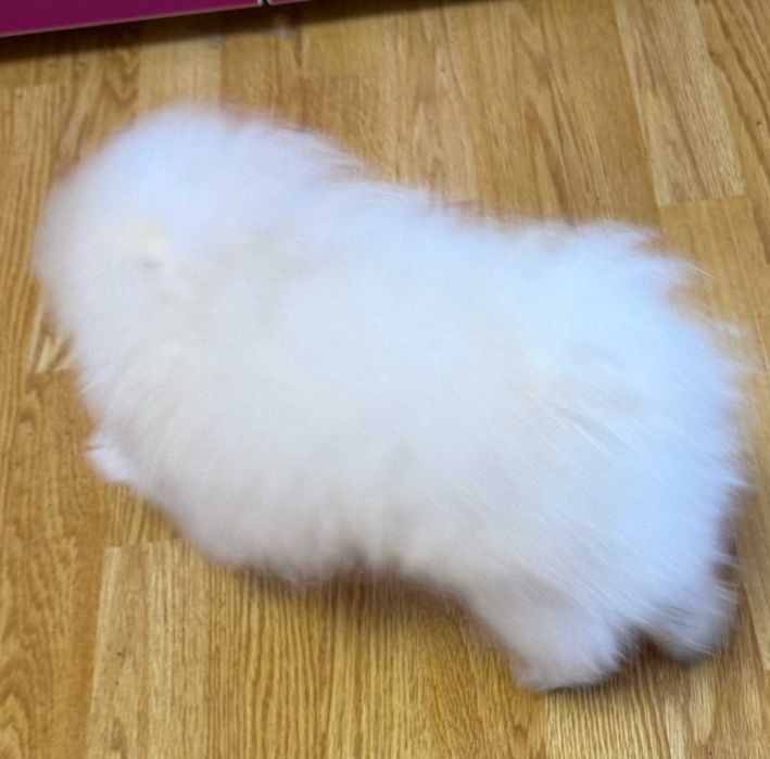 Pomeranian  Pui Femela - Canisa