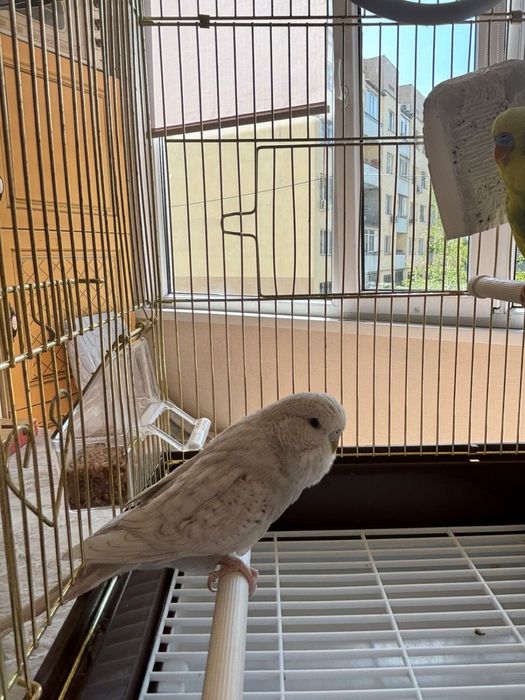 Продам попугаев