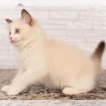 Regdoll va boshqa turdagi parodali mushukchalar