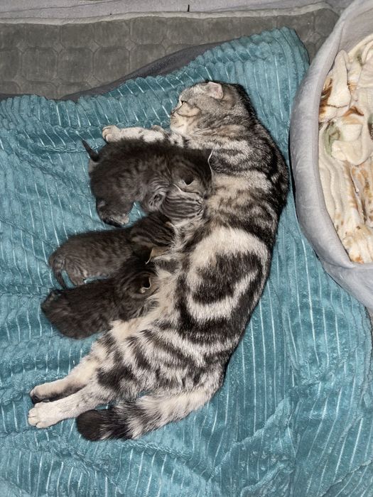 Веслаухие шатландцы