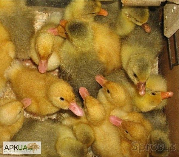 Суточные Башкирские утята.