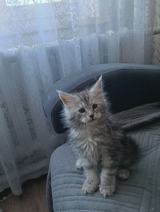 Продам котят Мейн кунов