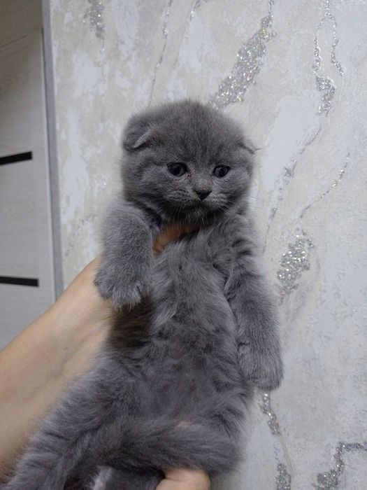 Skotish fold va strayt