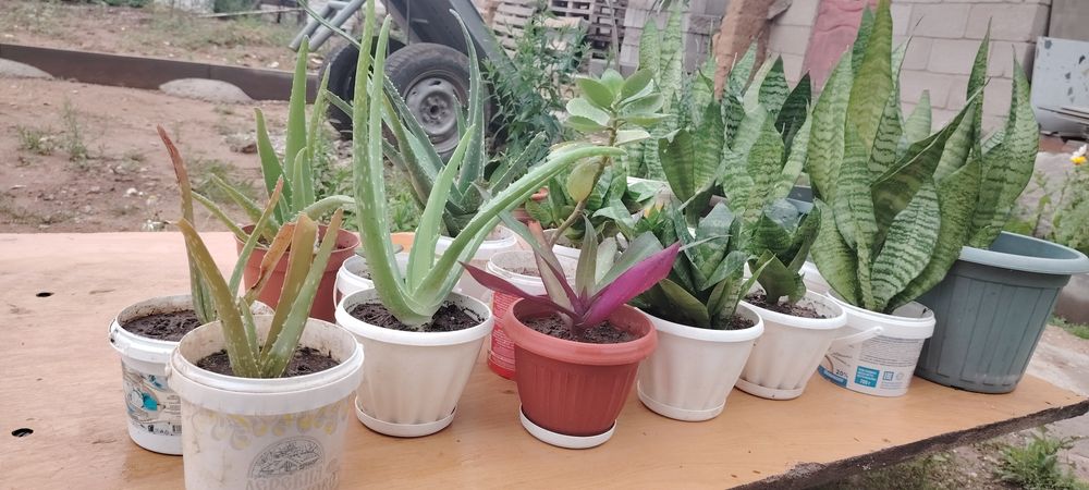 Гүлдер бар распродаж