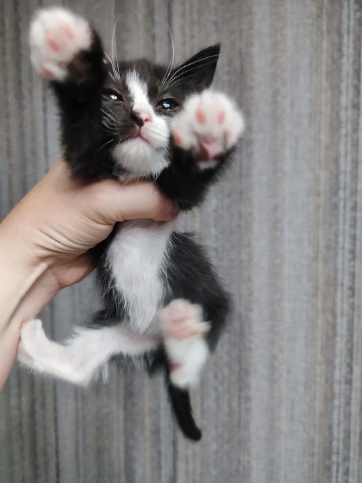 Отдам кошечку срочно 1.5 мес