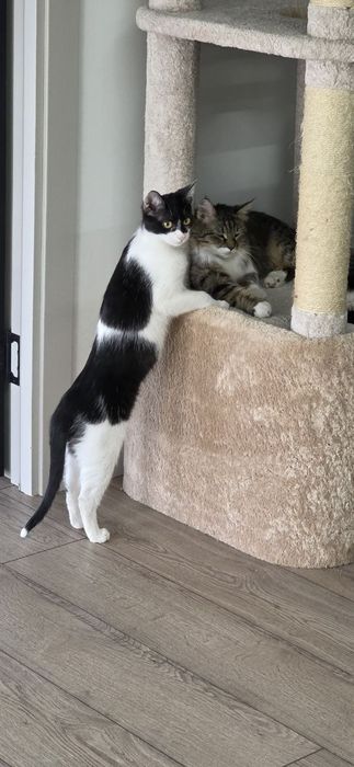 Котенок девочка стерилизованная