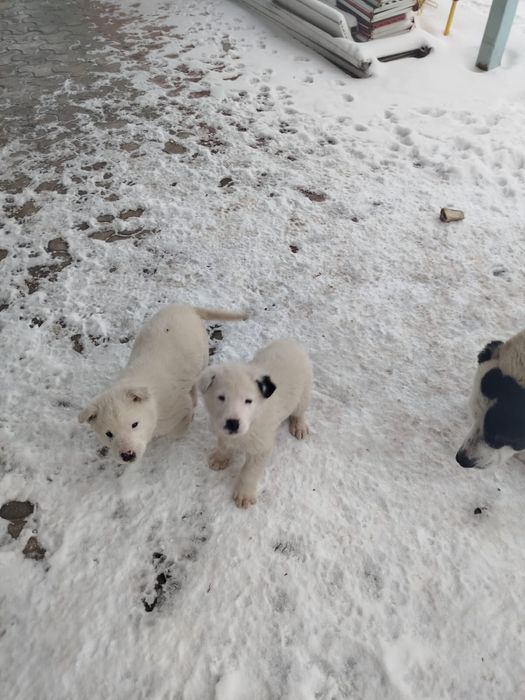 Щенки Алабай, 2 самца по 35000 каждый