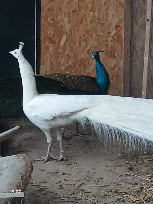 Павлиндар сатылады