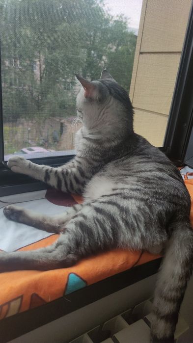 Котик ждёт в гости кошку