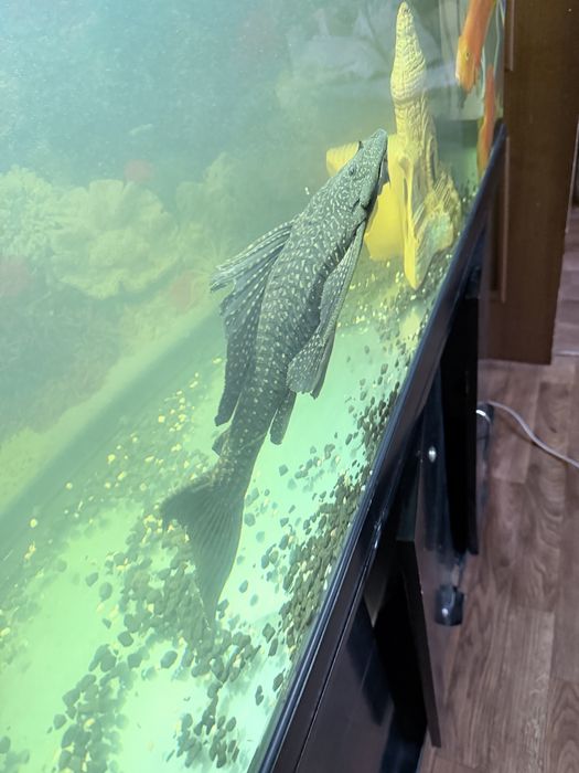 Аквариумная рыбка цихлиды