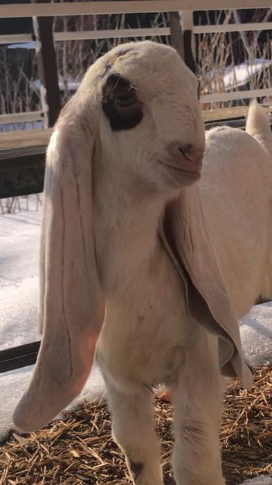 Продам козочку ЧП гулаби.