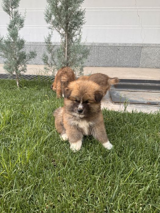 Готовы к продаже клубные щенки Акита-ину!!! 3 мальчика