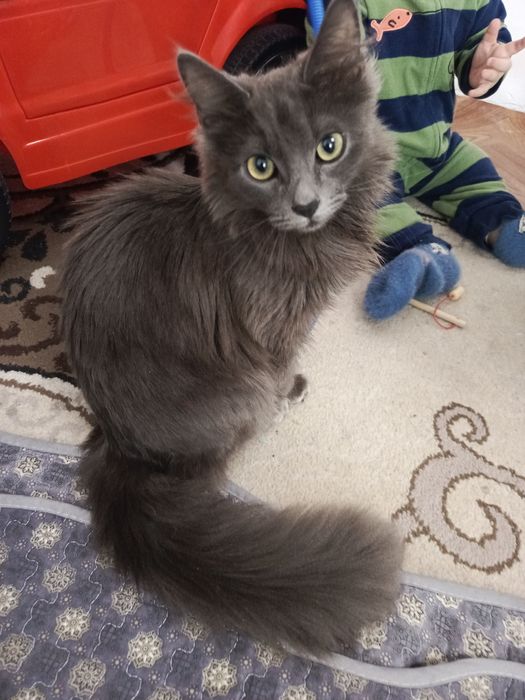 Срочно ищем новых хозяев