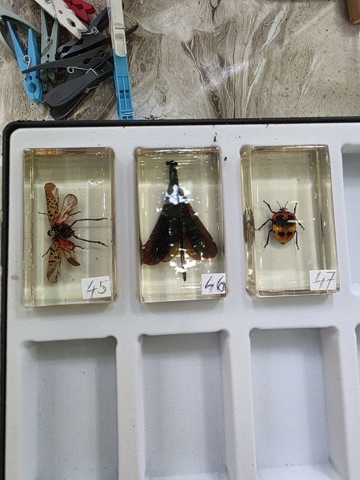 Vand 5 insectare