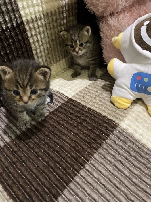3 котёнка мальчика в добрые руки