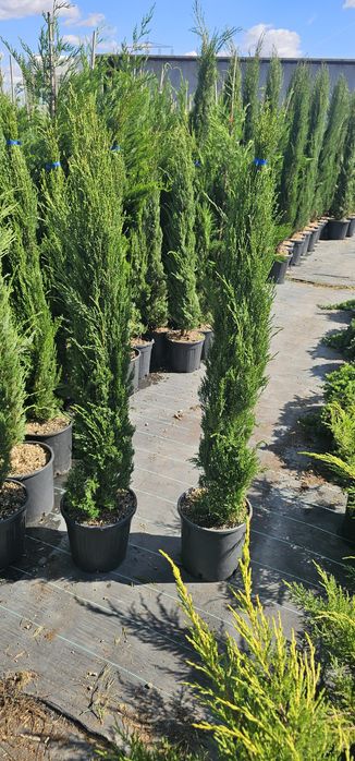 cupressus sempervirens ( chiparos toscana )