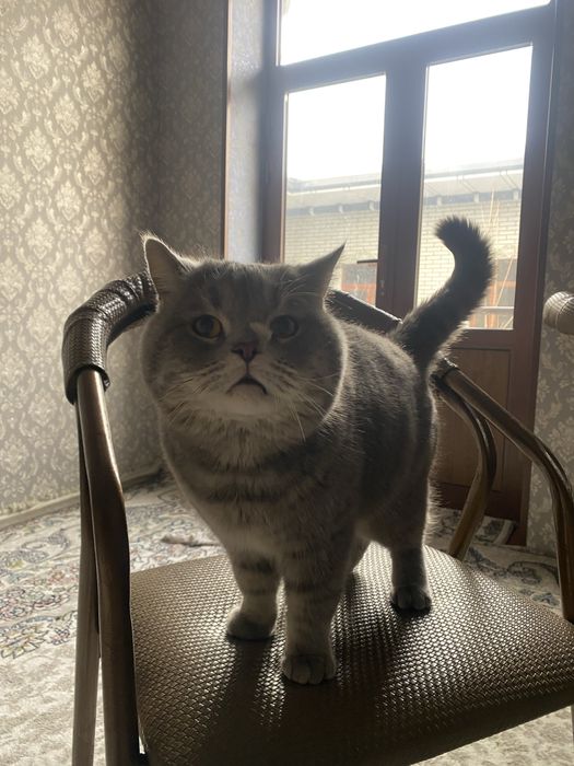 британские сотилад нархи 350 минг