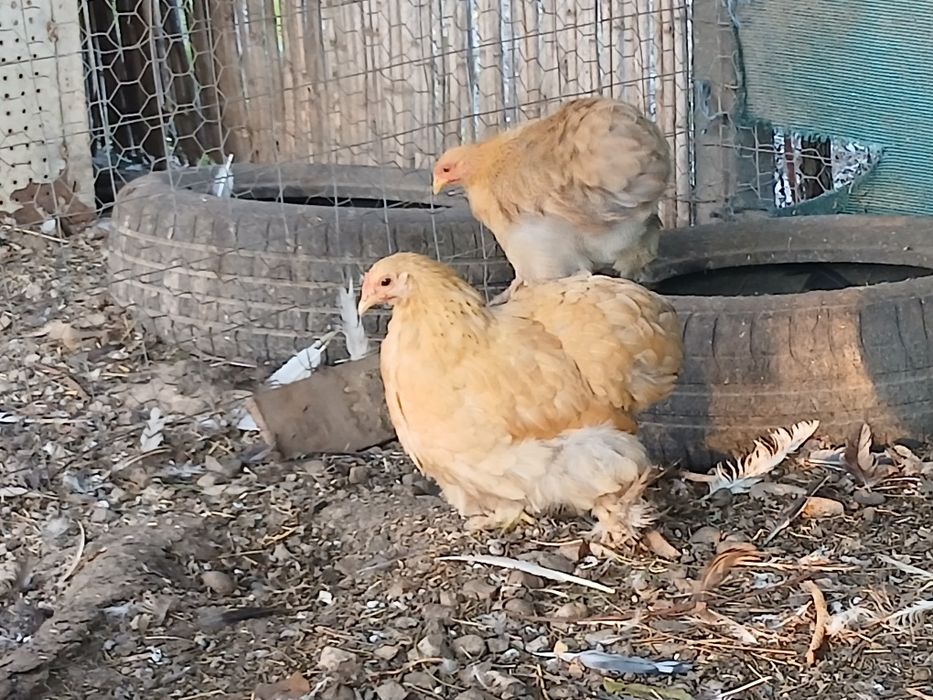 Găini cochinchina pitic