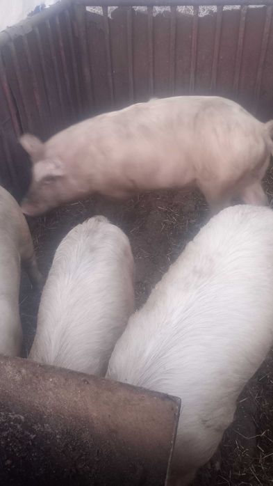 Домашно гледани  прасета