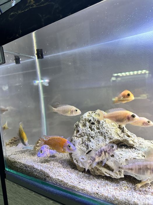 Рыбы Африканцы микс семья .