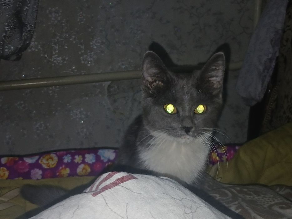 Котёнок полупородистый  британец