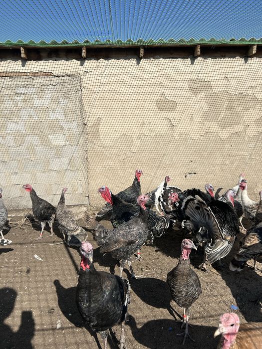 Продам индюков домашних