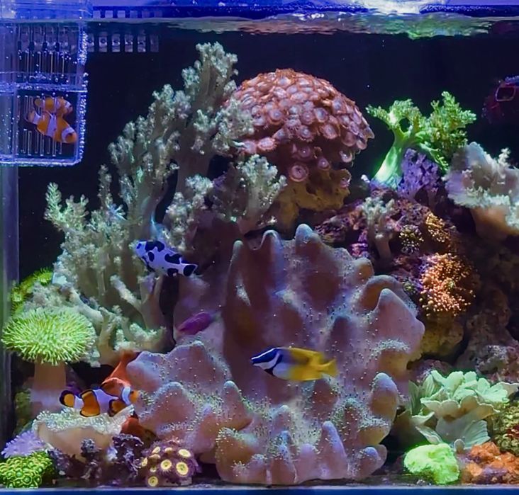 Морские рыбки и кораллы