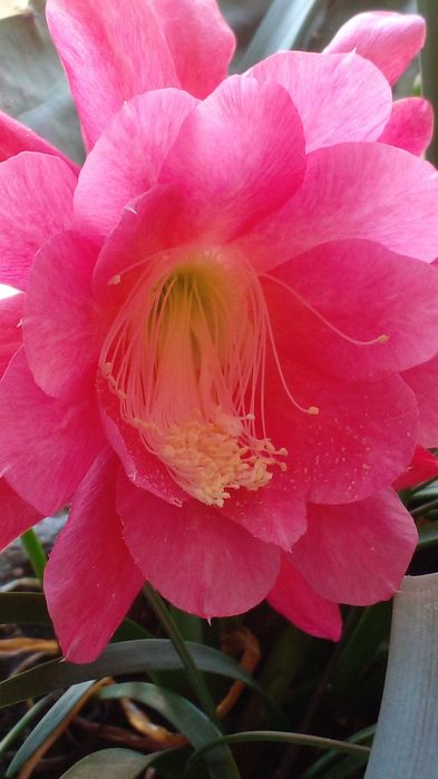 Продам эпифиллум