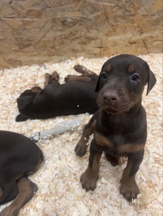 прекрасные щенки  добермана,