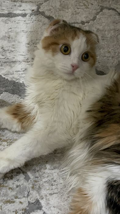 кошка ищет кота для вязки